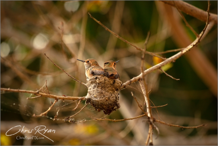two baby Hummingbirds in nest