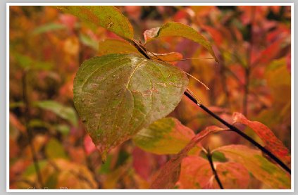 Calaveras Wilderness 3 (Autumn Foliage) by Chris Ryan
