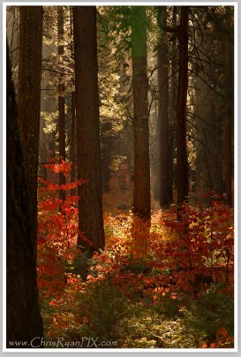 Fall Forest (Sierra) by Chris Ryan