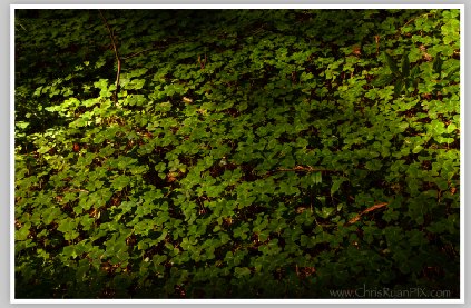 Forest Floor (Redwood Forest) by Chris Ryan