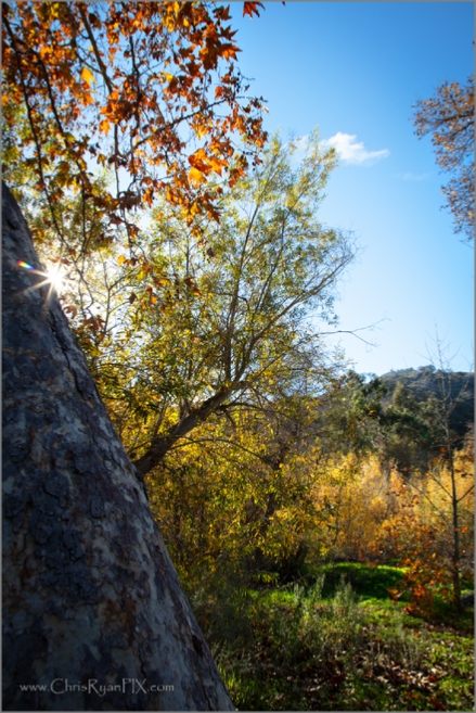 Autumn Sunshine (Big Rock Preserve)