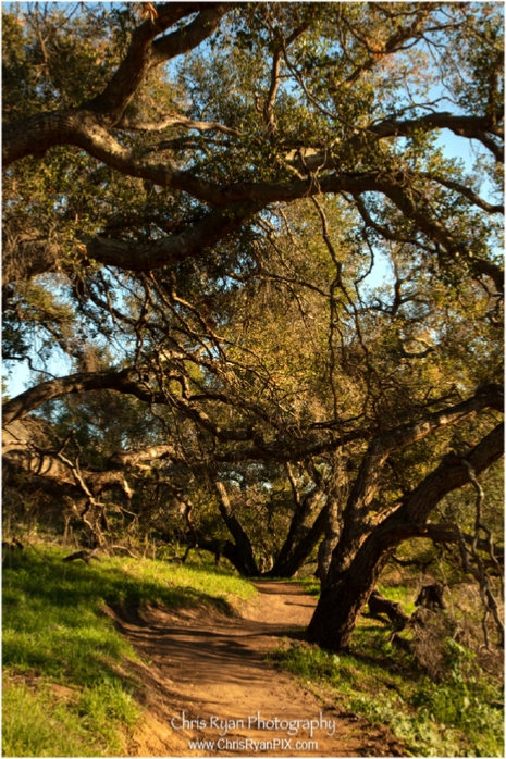 Harmon Canyon Trails III (Ventura Land Trust)