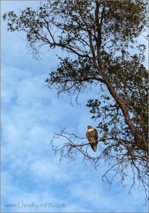 Harmon Hawk (Ventura)