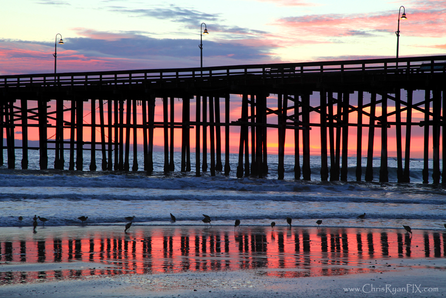 Purple Sunset at the Ventura Pier with Shorebirds