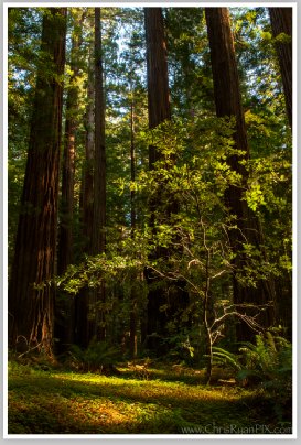Redwoods Fleeting Light by Chris Ryan