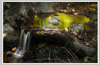Water Fall Tree by Chris Ryan