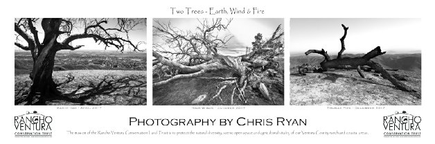 Historic Two Trees Photograph