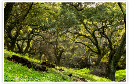 Shaded Oak Grove in Ventura Hillsides
