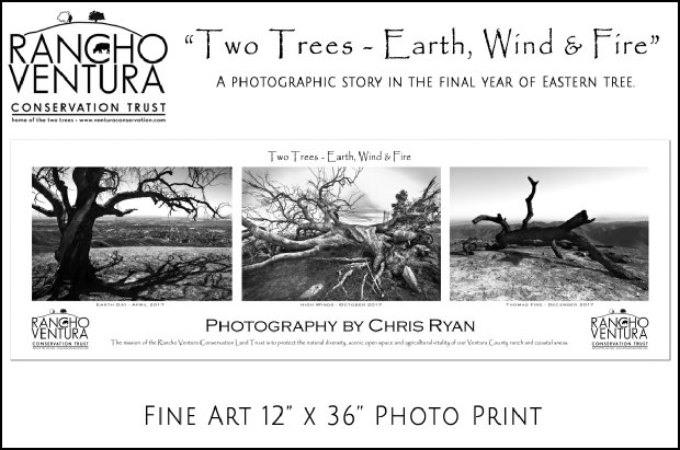 Ventura Two Trees Landmark (Historical Photograph)