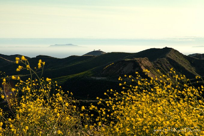 Wild Mustard Plants in Ventura Hillsides (Channel Islands)