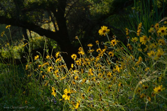 Wild Mustard and Burned Branch (Sexton Canyon) Ventura, CA