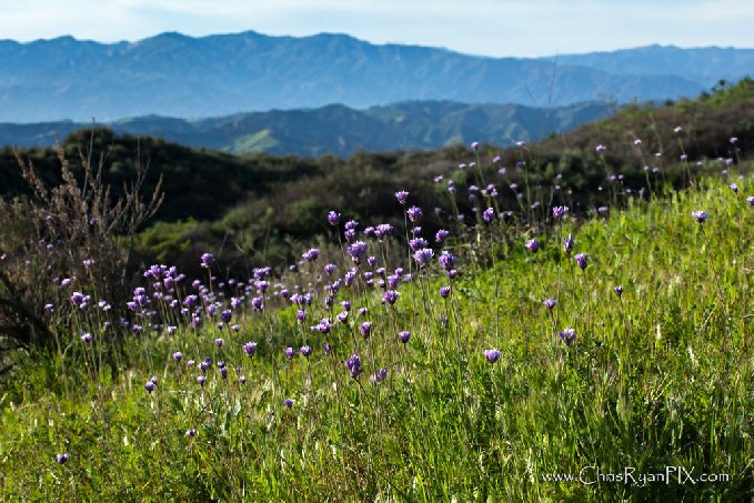 Blue Dick Wildflowers in Ventura Hillsides