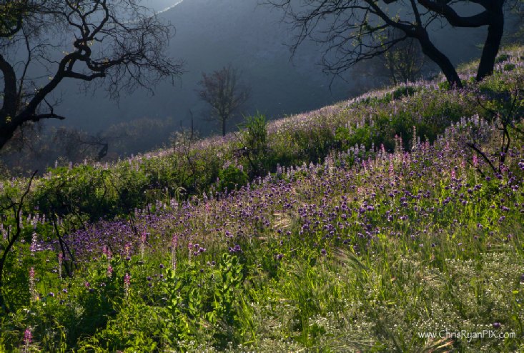 Ventura Wildflowers (Sexton Canyon)