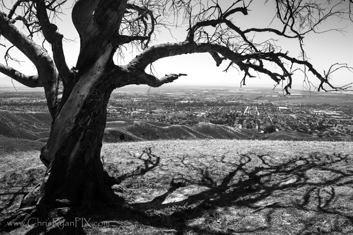 Historic Two Trees Photograph (East Tree) Ventura, CA