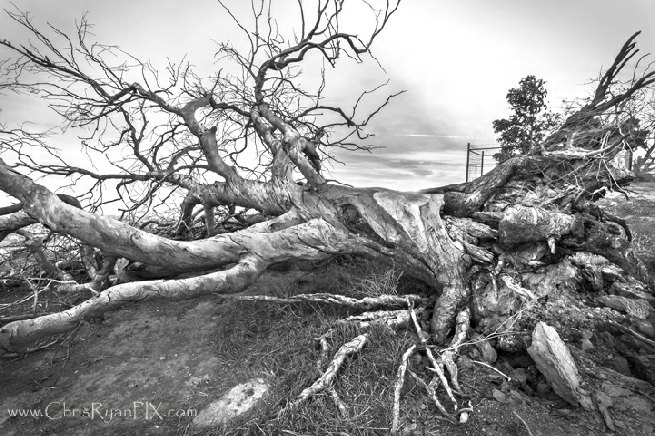  Fallen East Tree (Historic Two Trees Photograph) Ventura, CA