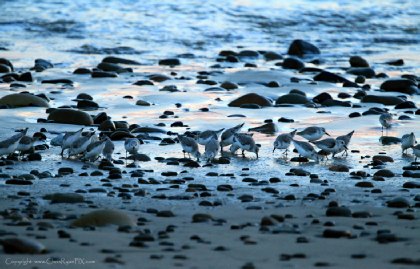 Photo of Blue Sandpipers on beach
