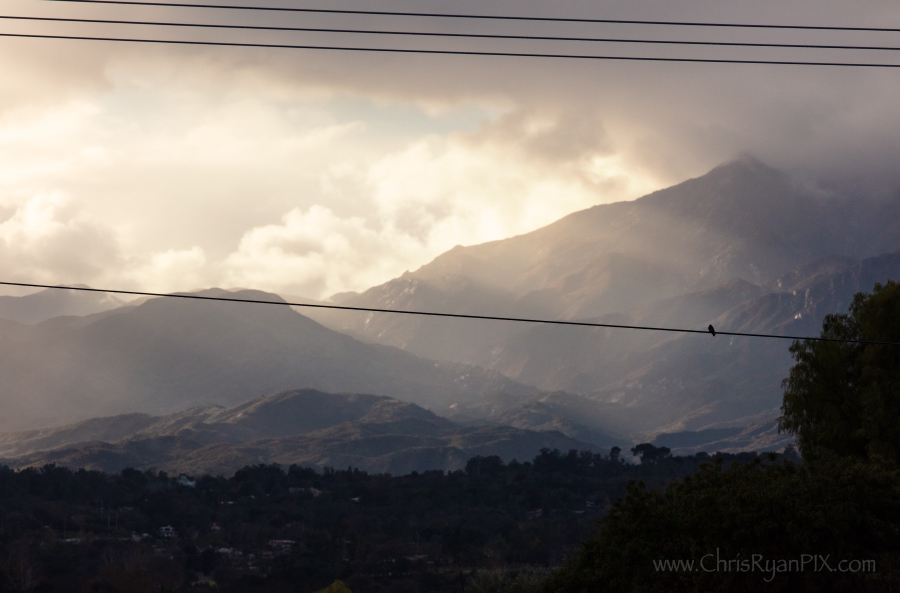 Bird on a Wire over Ojai