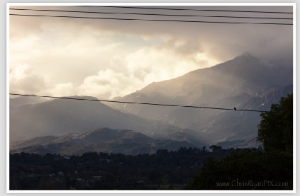 Bird on a Wire in Ojai Valley