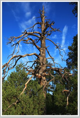California Coastal Wood Tree