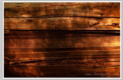 Fallen Giant (Tree) by Chris Ryan