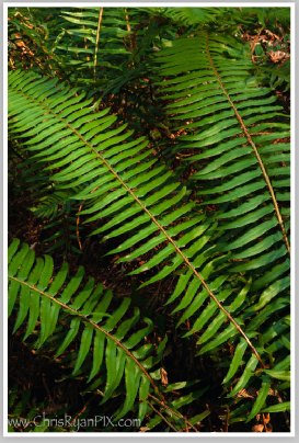 Mature Redwood Tree (Redwoods Grove) by Chris Ryan
