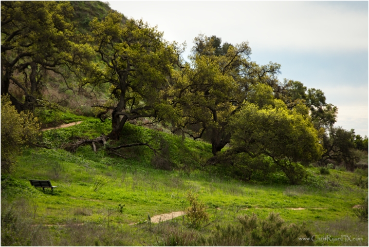 Trail Bench II (Harmon Canyon)