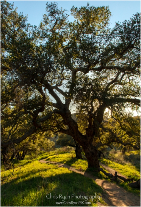 Harmon Canyon Trails II (Ventura Land Trust)