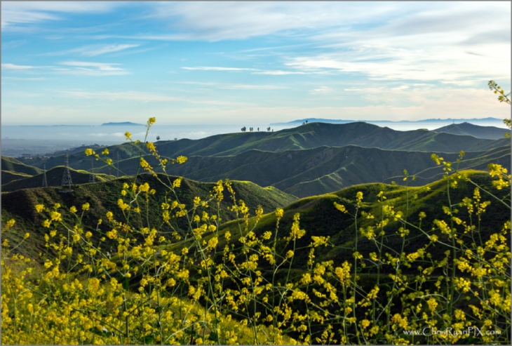 Harmon Canyon thru Wild Mustard