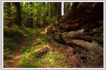 Humboldt Redwoods Forest by Chris Ryan