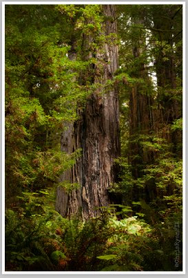 Mature Redwood Tree (Redwoods Grove) by Chris Ryan