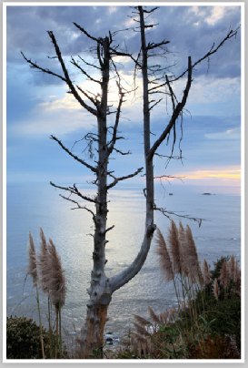 Wood tree on Oregon coast