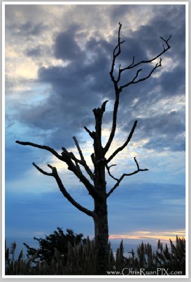 Dead wood tree on Oregon coast