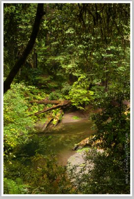 Redwood Forest Floor (Redwoods Grove) by Chris Ryan