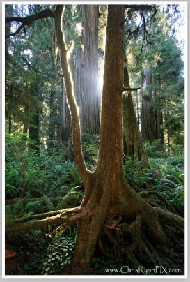 Sunrise Serenity (Redwoods Grove) by Chris Ryan