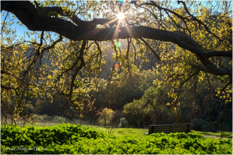 Serentiy Bench (Harmon Canyon) Ventura Land Trust