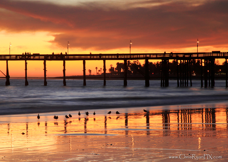 Bronze Shorebirds on Ventura Beach near the Pier