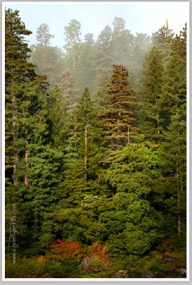 Smith River II by Chris Ryan