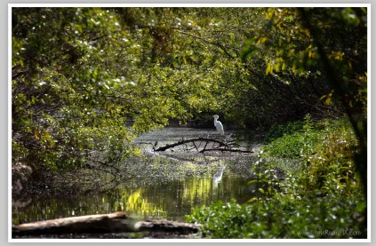 Ventura River with Snowy Egret (Ventura Land Trust)