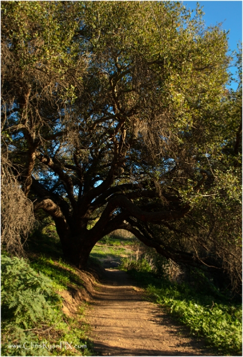  Tunnel Tree (Harmon Canyon)