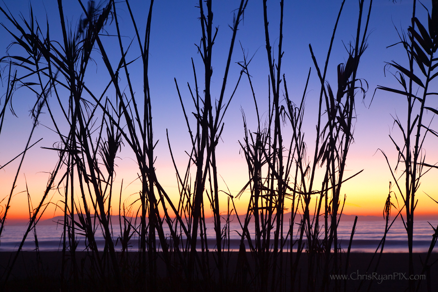 Sunset through the Reeds (Ventura, CA)