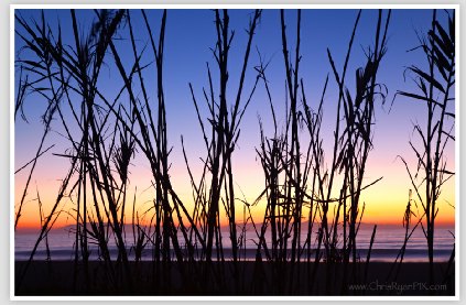 Sunset through the Reeds along Ventura Coast