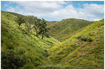 Rolling Green Hillsides of Ventura California