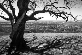 Two Trees Ventura Landmark (East Tree)