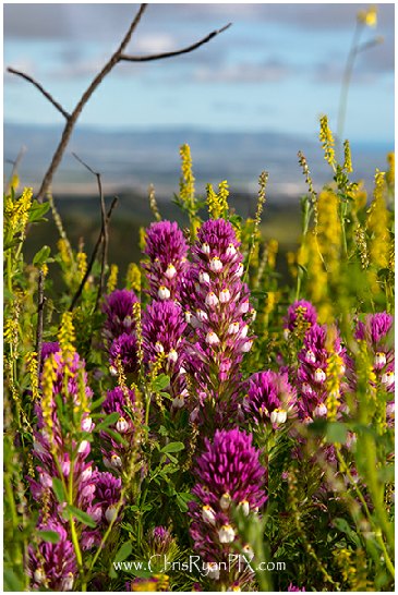 Purple Owl Clover Wildflowers in Ventura Hillsides