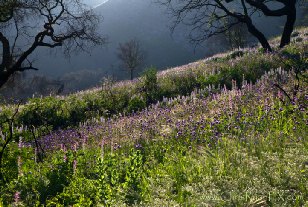Purple Wildflowers Two Trees Ventura California