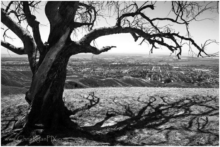 Historic Photograph by CHRIS RYAN of the fallen Easter Tree of the Two Trees landmark.