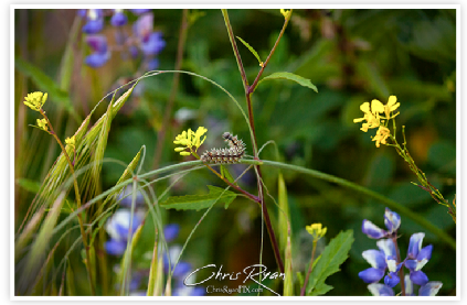 Wild Sunflowers in Oak Grove