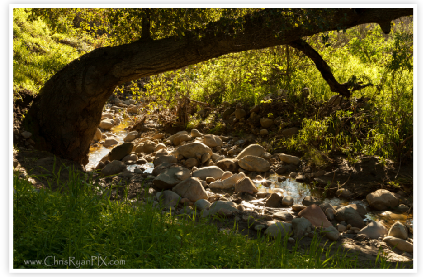 Creek under Shade of Tree