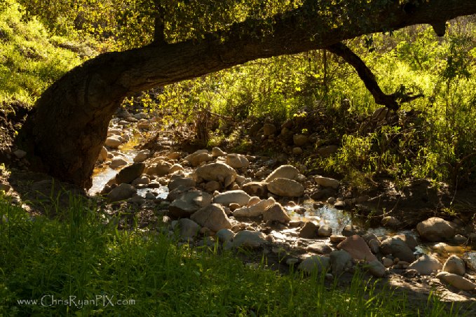 Sexton Canyon Natural Spring Water (Ventura, CA)