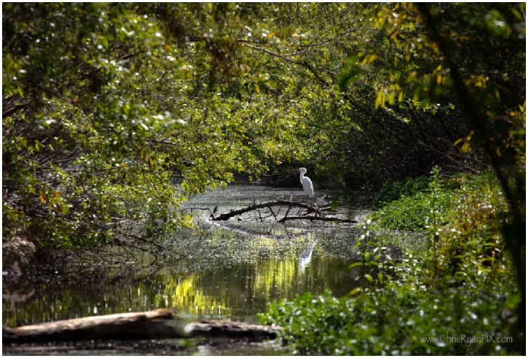 Snowy Egrett on the Ventura River